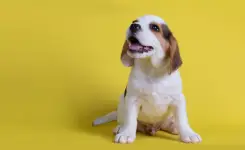 köpek yaşı hesaplama